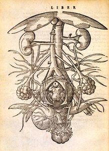 Sistema riproduttivo femminile incinta, 1554